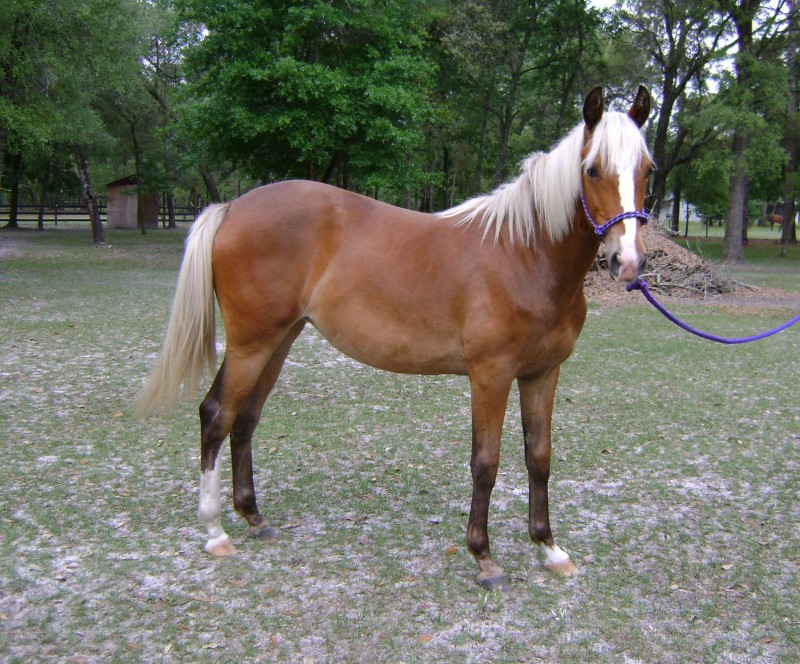 Horse for sale: Horse-For-Sale-1723_0_AllysMoo_3489232.jpg