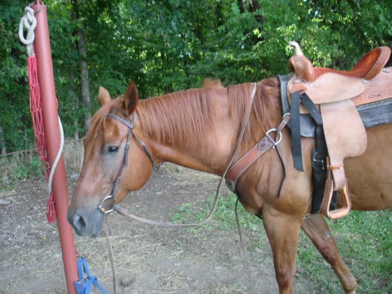 featured horse for sale! Horse for sale: Horse-For-Sale-1948_0_LP_5288342.jpg