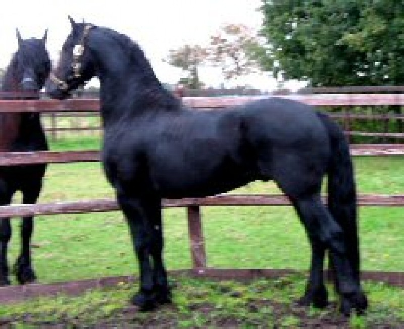 Horse for sale: Horse-For-Sale-1952_0_Henry_3914008.jpg