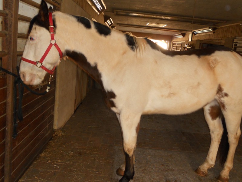 Horse for sale: Horse-For-Sale-2005_0_Wincheste_1034342.jpg