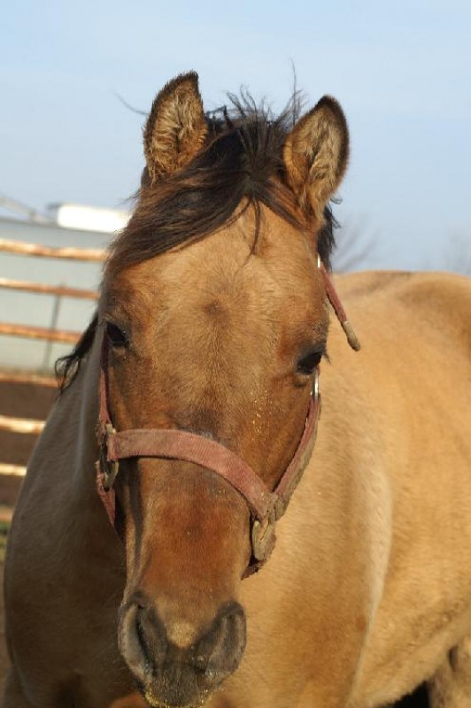 Horse for sale: Another Dun It
