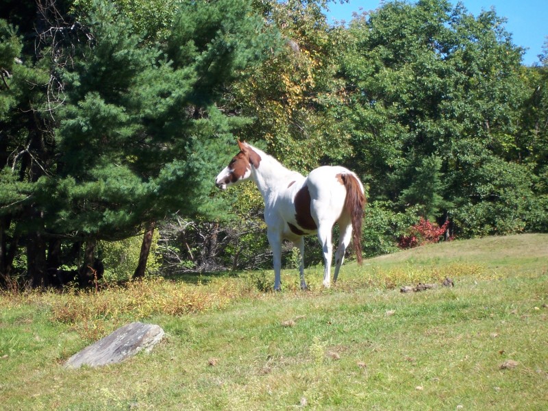 Horse for sale: Skips Lonsum Leo