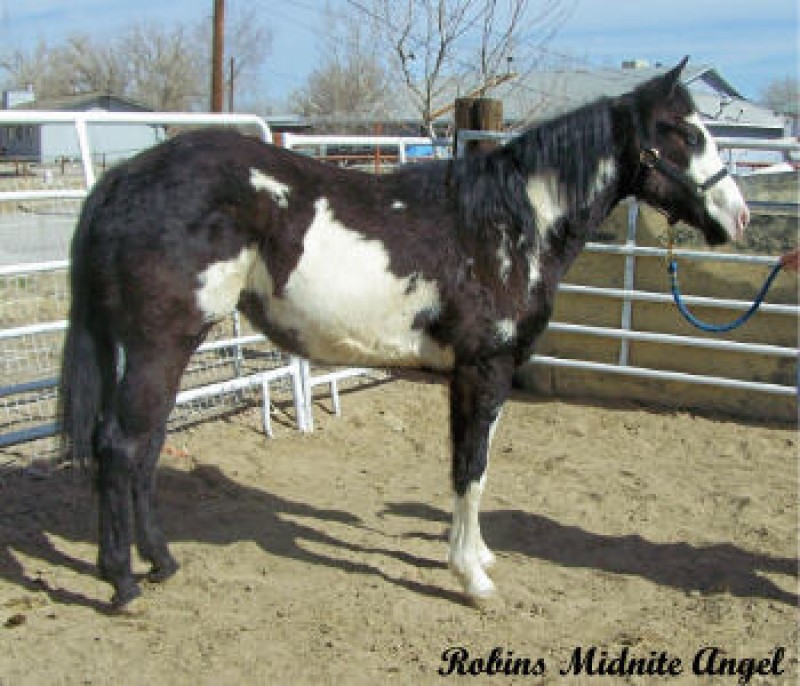 Horse for sale: Robins Midnight Angel