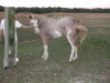 Horse for sale: shay Horse for sale: shay