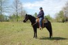 Horse for sale: Flicka Horse for sale: Flicka
