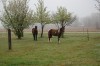 Horse for sale: Wannabee Rockin Horse for sale: Wannabee Rockin