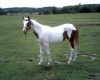 Horse For Sale: Miss Royal Lady Faith- Photo 1