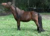 Horse SOLD: Paddock Farms SW I of the Storm (Ike)- Photo 1