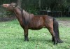Horse for sale: Paddock Farms SW I of the Storm (Ike) Horse for sale: Paddock Farms SW I of the Storm (Ike)
