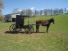 Horse for sale: Lucy Horse for sale: Lucy