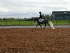 Horse for sale: KG Touch of Silver Horse for sale: KG Touch of Silver