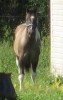 Horse for sale: IMA Soggy Bottom Boy -Aka - Soggy Horse for sale: IMA Soggy Bottom Boy -Aka - Soggy