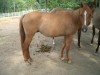 Horse for sale: Dan Dee Horse for sale: Dan Dee