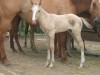 Horse for sale: Horse for sale: