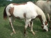 Horse for sale: Sonnys Painted Sass Horse for sale: Sonnys Painted Sass