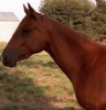 Horse for sale: Vals Quarter Horse for sale: Vals Quarter