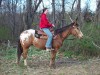 Horse for sale: Apache Horse for sale: Apache
