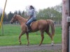 Horse for sale: Smooth Whistler Horse for sale: Smooth Whistler