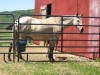 Horse for sale: Sophia Horse for sale: Sophia