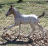 Horse for sale: RHR Eagles Apollo Horse for sale: RHR Eagles Apollo