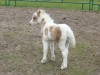 Horse For Sale: AMHA Palomino Pinto Miniature Filly Rowdy,Lucky Four- Photo 1