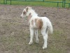 Horse for sale: AMHA Palomino Pinto Miniature Filly Rowdy,Lucky Four Horse for sale: AMHA Palomino Pinto Miniature Filly Rowdy,Lucky Four