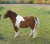 Horse SOLD: AMHA Pinto Mare In Foal Homozygous Palomino Pinto Stallion- Photo 1