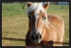 Horse For Sale: cindy- Photo 1