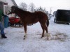Horse For Sale: CP Ima Red Comet- Photo 1