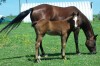 Horse for sale: ROOSTERS OKIE CHOICE Horse for sale: ROOSTERS OKIE CHOICE