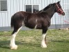 Horse For Sale: REXY- Photo 1