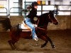 Horse for sale: Flash Horse for sale: Flash