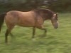 Horse For Sale: Cherokee- Photo 1