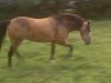 Mustang Horse For Sale: Cherokee
