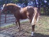Horse for sale: Legend Horse for sale: Legend