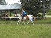 Horse for sale: holiday Horse for sale: holiday