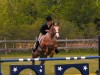 Appaloosa Horse For Sale: Two Timer Prince