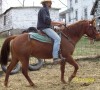Horse For Sale: Zippo's Holly (Summer)- Photo 1