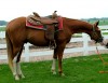 Horse For Sale: A Sudden Compromise---TOBY- Photo 1