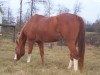 Horse For Sale: Pure Eloquence- Photo 1