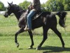 Horse for sale: High Beam Jose
