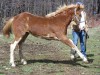 Horse for sale: He's A Wildfire