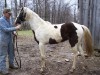Horse for sale: Rocket's Ivory Spirit
