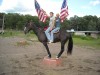 Horse for sale: John Henry