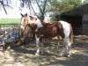 Horse for sale: Smitty's Riley Jane Horse for sale: Smitty's Riley Jane