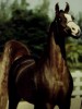 Horse SOLD: Missle Fire- Photo 1