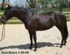 Horse For Sale: Guardiana- Photo 1