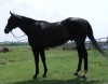 Horse for sale: Rosie Horse for sale: Rosie