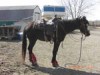 Horse for sale: Flash Horse for sale: Flash