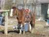 Horse for sale: George Horse for sale: George